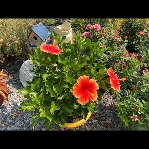 Meet your Posher, Kalani